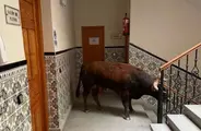Toro
