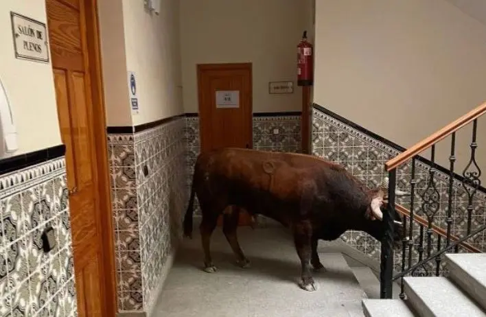 Toro