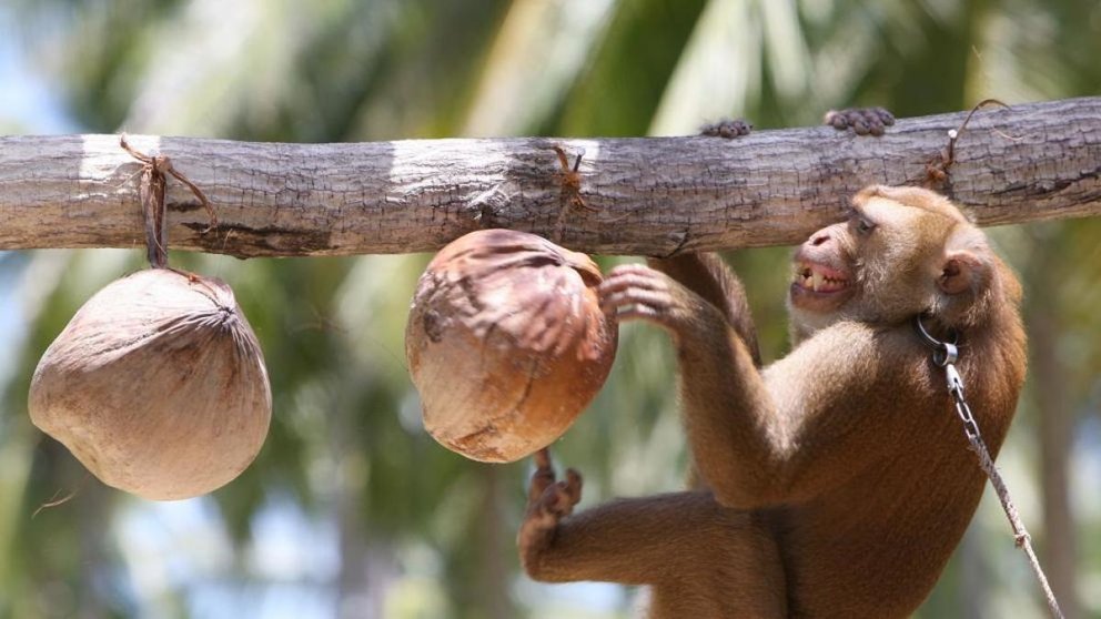 Mono coco