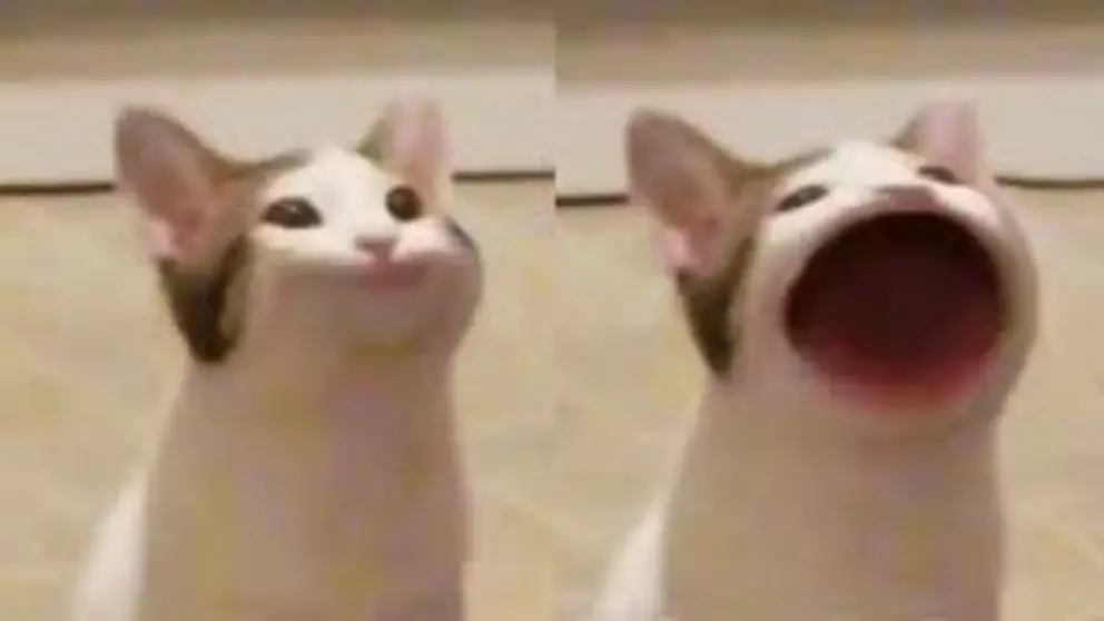 Popcat