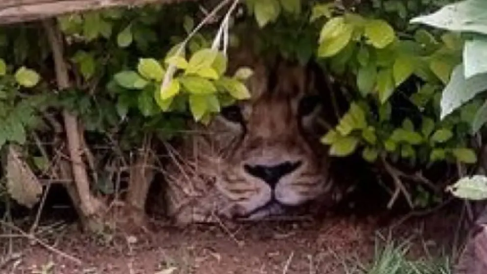 Le&oacute;n acechando