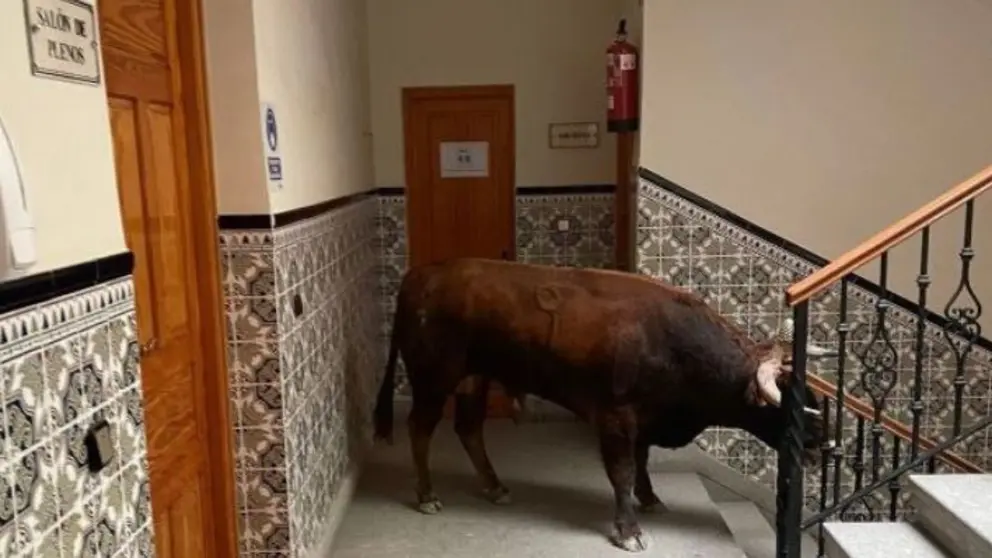Toro
