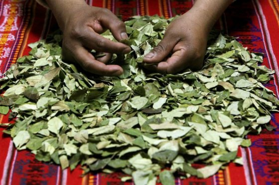 Hoja de coca